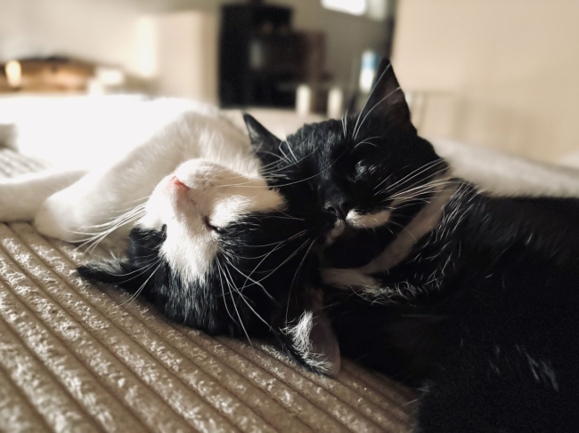 Support OnlyCats 1/150